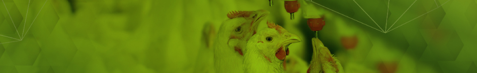 Aves Nutrição Animal Aleris