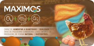 nutrition for layers egg production stronger and cleaner shells aleris maximos
