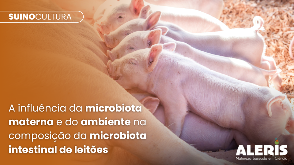 A influência da microbiota materna e do ambiente na composição da microbiota intestinal de leitões